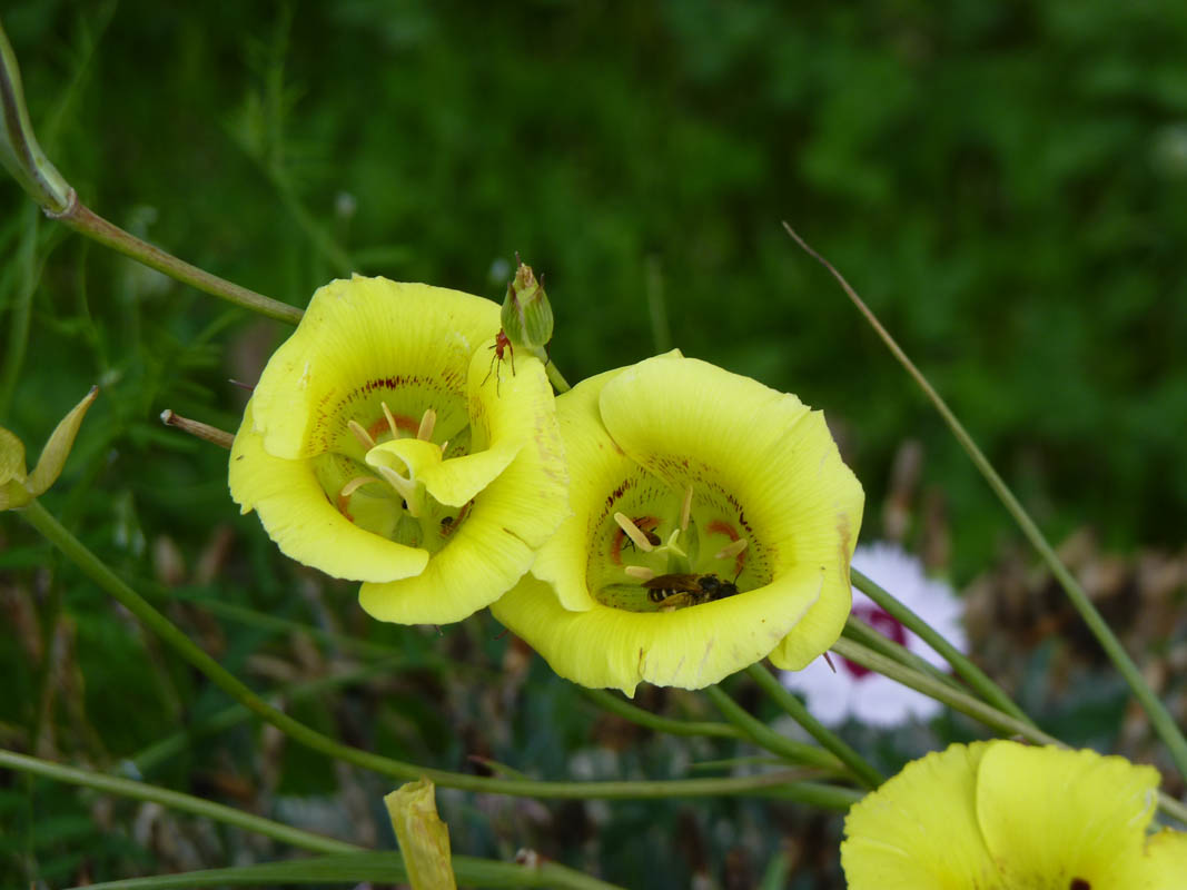 Calochortus 'Golden Orb' 3